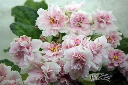 Колишня Дружина Розового: биография, личная жизнь и творческий путь